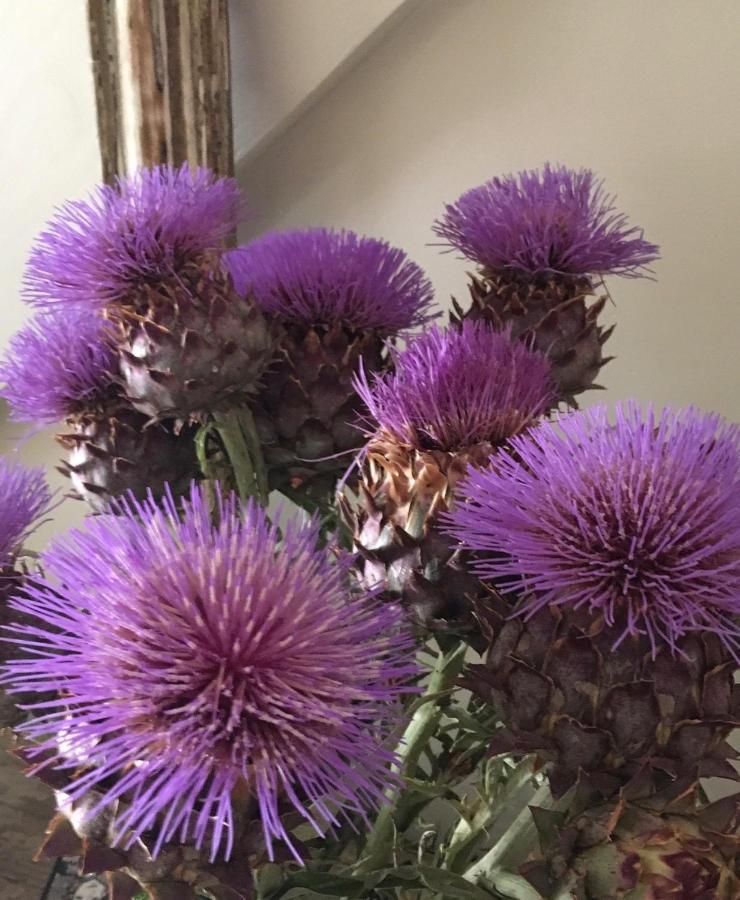 Le Mas De La Glycine Roussillon en Isere Εξωτερικό φωτογραφία